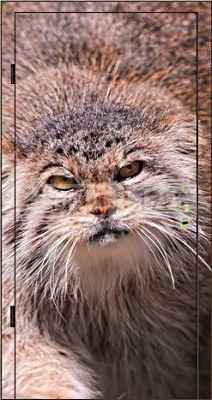 Фотопанель Дикий кот Фотопанель Дикий кот